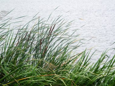 boğa acele kedi kuyruk bitki rüzgarlı gün