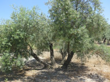 Dört Olive Tree kaynaklandığını