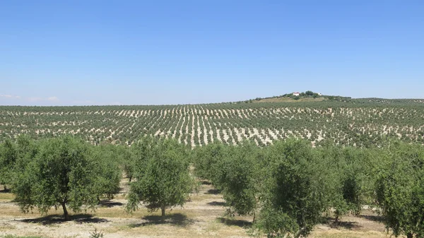 Büyük Olive Grove