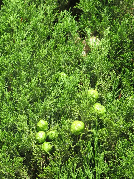 새로운 녹색 소나무 콘 — 스톡 사진