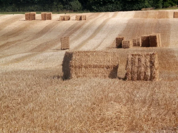 Square straw bales — Stock Photo, Image