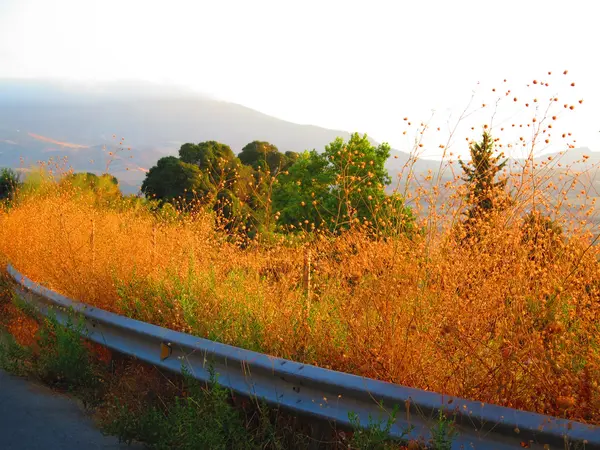 Mauvaises herbes sur le bord de la route — Photo