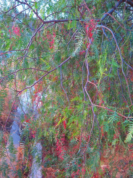 잘못 된 고추 나무에 빨간 열매 — 스톡 사진