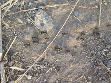 Sert zemin üzerinde büyük karıncalar