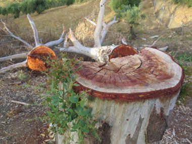 Okaliptüs ağacının gövde