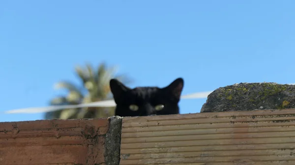 Espanhol Gato Preto Olhando Para Fotógrafo Parede Fronteira Velha Aldeia — Fotografia de Stock