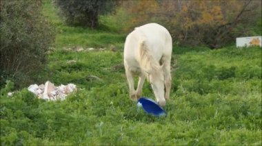 Beyaz at, kırık mavi plastik konteynırın içeriğini inceliyor, Endülüs köyünün dışındaki kırsal yolda, gri atın yakın çekimi, Ocak sabahının erken saatlerinde