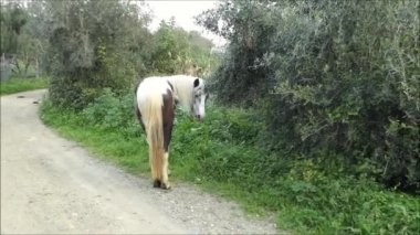 Piebald at güneşli bir Ocak sabahı kır yolunda yürüyor, Piebald at, Endülüs 'ün güneyindeki yemyeşil yol kenarında besleniyor.