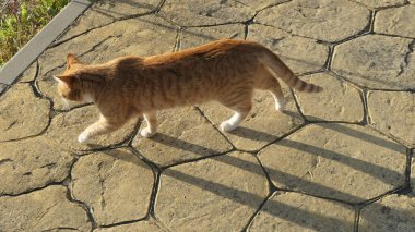 Endülüs güneşinde kızıl kedinin kaldırımdan geçişinin en üst görüntüsü
