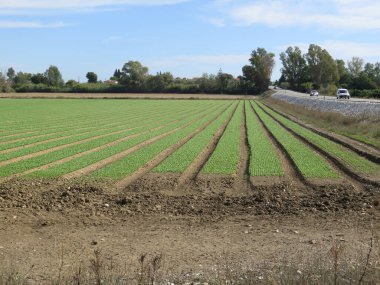 Sonbahar güneşinde meraklı tarla planına parlak güneş ışığı