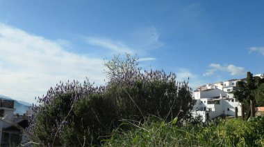 Endülüs köyünün dışındaki yamaçta çiçek açan lavanta çalısı