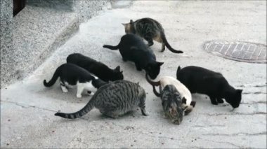 Köy caddesinde bir grup evsiz kedi. Endülüs köyünün arka sokağında bir grup evsiz kedi besleniyor.