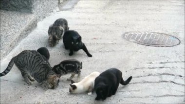 Köy caddesinde bir grup evsiz kedi. Endülüs köyünün arka sokağında bir grup evsiz kedi besleniyor.