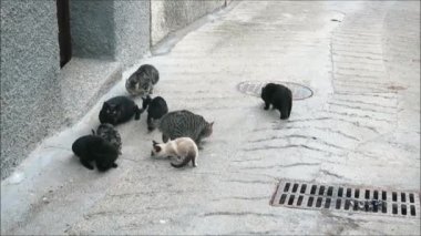 Köy caddesinde bir grup evsiz kedi. Endülüs köyünün arka sokağında bir grup evsiz kedi besleniyor.