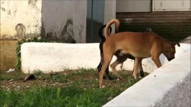 Endülüs köyünde başıboş köpekler. Endülüs 'ün Lori köyünde sokak ortasında başıboş dolaşan iki sokak köpeği.
