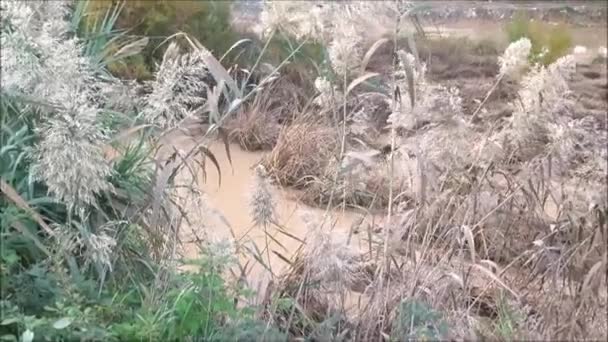 Vista Río Muddy Río Corriendo Través Cañas Malezas Una Soleada — Vídeo de stock