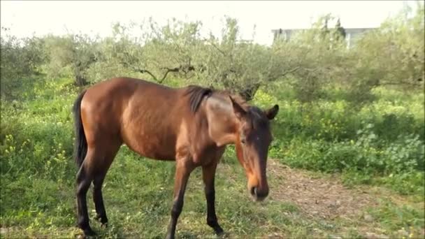 Cavallo Avvicinamento Macchina Fotografica Sulla Soleggiata Mattina Primavera Puledro Bruno — Video Stock