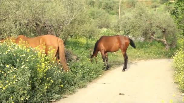 Коричневий Кінь Ходить Сільській Смузі Сонячним Ранком Квітня Годують Конями — стокове відео