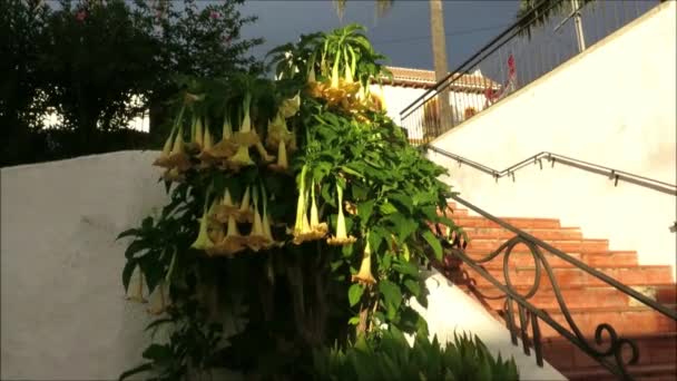 1月の日差しの中で黄色のデータ花 大きなトランペットの花 スペイン南部の1月中旬に花のDatura Floripondio低木 — ストック動画