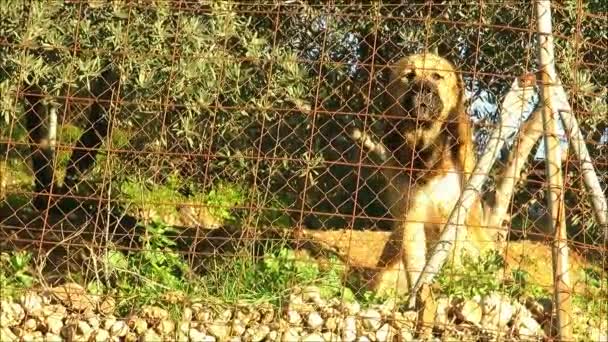Large Aggresive Dog Barking Photographer Andalusian December Morning Sunshine — Stock Video