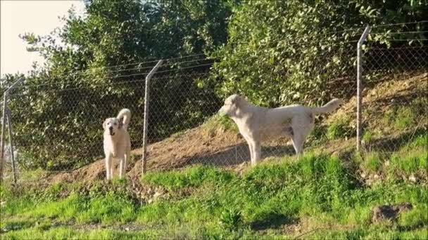 Cães Golden Retriever Vigiando Transeuntes Por Trás Cerca Arame Limoeiro — Vídeo de Stock