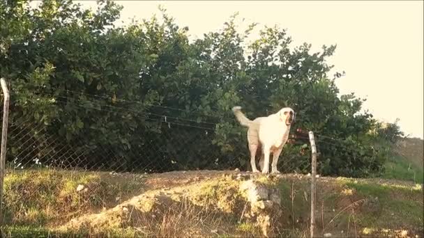 Golden Cani Retriever Tenere Occhio Bypassers Dietro Recinzione Filo Metallico — Video Stock