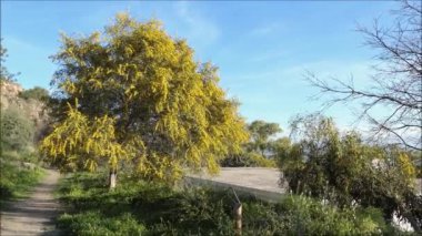 Rüzgarlı günde Mimosa Ağacı. Sarı Mimosa Çiçekleri Endülüs, İspanya 'da bahar güneşinde