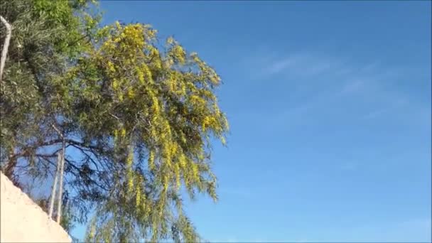 Drzewo Mimosa Dzień Wiatru Żółte Kwiaty Mimosa Jasnym Wiosennym Słońcu — Wideo stockowe