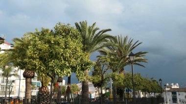 Karanlık fırtınalı gökyüzüne karşı budanmış palmiye kümeleri