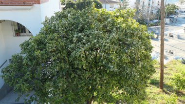 Endülüs 'ün kış güneşinde yeşil yapraklı büyük portakal çiçekleri.