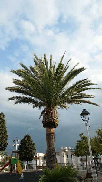 Palmiers Parés Contre Ciel Nuageux Ensoleillé Dans Village Andalou — Photo