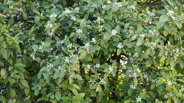 Große Orangefarbene Blüten Mit Grünem Blatt Baum Andalusischer Wintersonne — Stockfoto