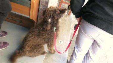 İspanyol su köpeği. Endülüs kış güneşinin yerel barında ayakları arasında kahverengi telli köpeğe yakın çekim. 