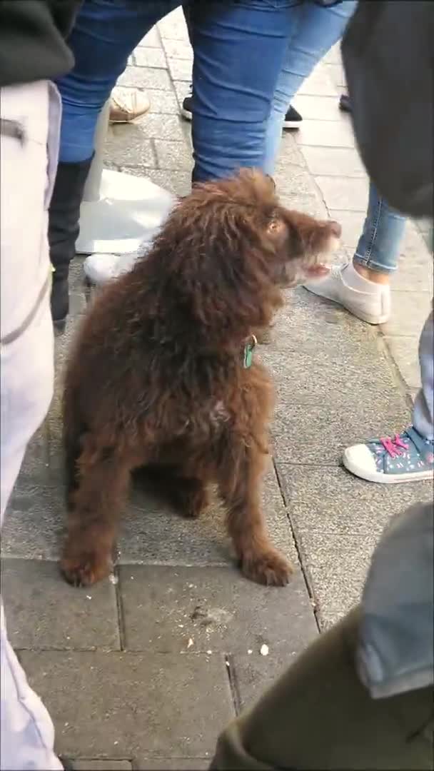 Spanyol Köpeği Endülüs Kış Güneşinin Yerel Barında Ayakları Arasında Kahverengi — Stok video