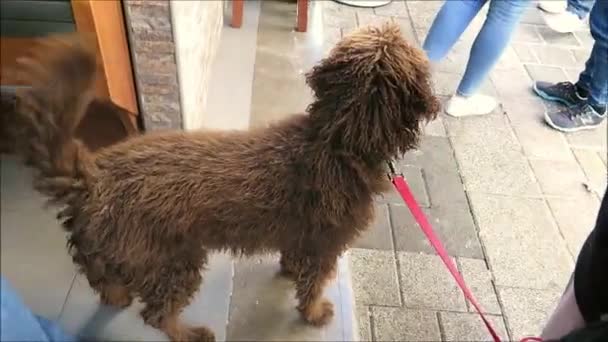 Spanyol Köpeği Endülüs Kış Güneşinin Yerel Barında Ayakları Arasında Kahverengi — Stok video