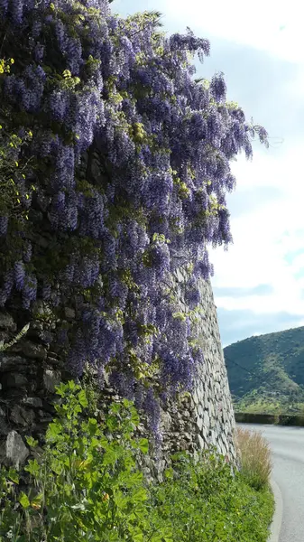 Lavender colored visteria in full bloom on wall in Andalusian spring sdunshine