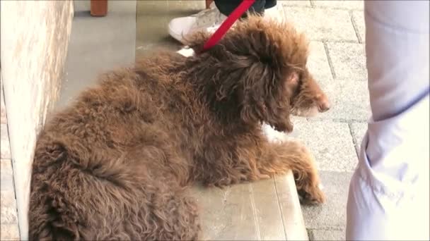 Endülüs Kış Güneşinin Yerel Barında Ayakları Arasında Kahverengi Telli Köpeğe — Stok video