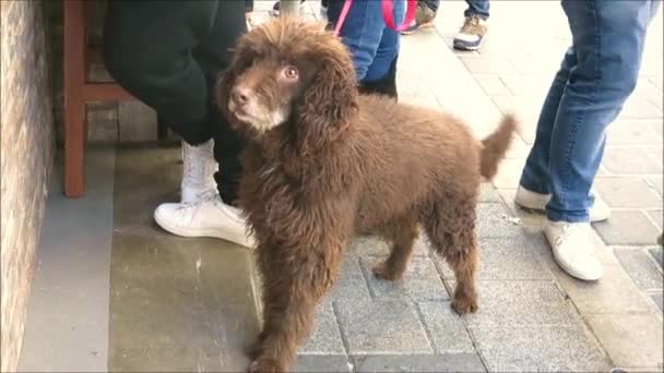 Endülüs Kış Güneşinin Yerel Barında Ayakları Arasında Kahverengi Telli Köpeğe — Stok video