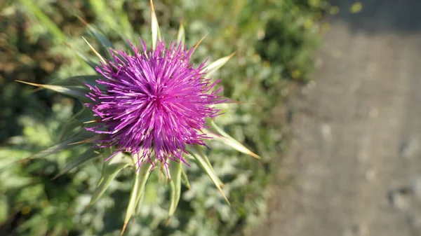 Floração Grande Cardo Roxo Paisagem Exuberante Andaluzia Espanha — Fotografia de Stock