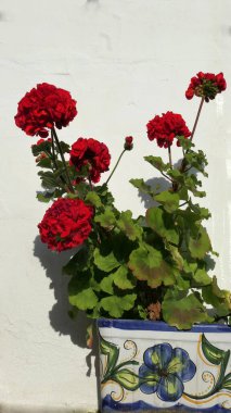 Beyaz Yıkanmış Endülüs köyünün duvarında sardunya çiçekli bir saksı.