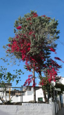 Akdeniz bahçesindeki bir çam ağacının içinden büyüyen Bougainvillea çiçekleri