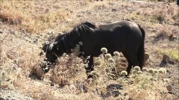 Black Horse Feeding Kuda Merumput Musim Panas Matahari Pada Vegetasi — Stok Video
