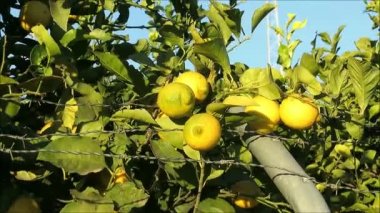 Endülüs kırsalında dikenli tel örgülerin arkasında olgun limonlar.
