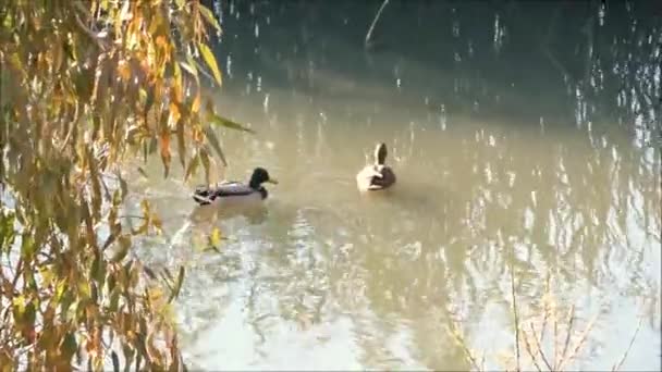 Ördek Drake Endülüs Güneşli Bir Gününde Aşırı Gelişmiş Nehirde Yüzüyor — Stok video