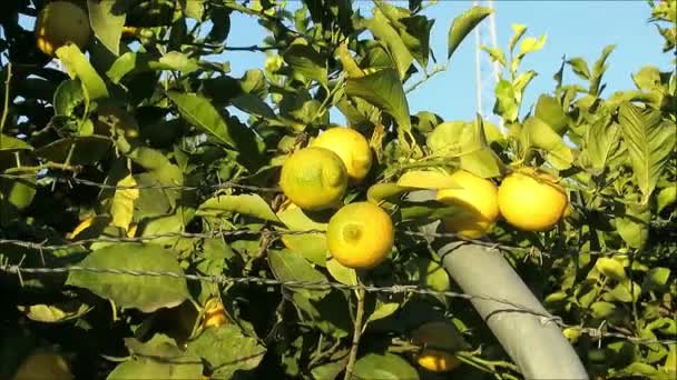 Ώριμα Λεμόνια Πίσω Από Συρματόπλεγμα Στην Αγροτική Ανδαλουσία — Αρχείο Βίντεο