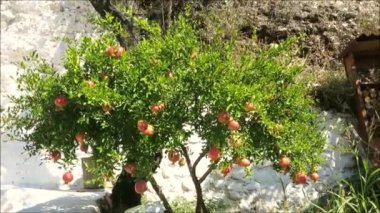 Güneş ışığındaki nar ağacı. Endülüs 'teki Granada mağara köyündeki ağaçta olgun nar meyvesi.