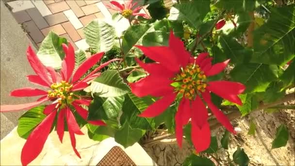 Red Flower Poinsettia Shrub Red Flower Shrub Andalusia Garden — Stock Video