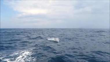 Güneşli bir günde Tarifa, Endülüs 'ten balina izleme gezisi.
