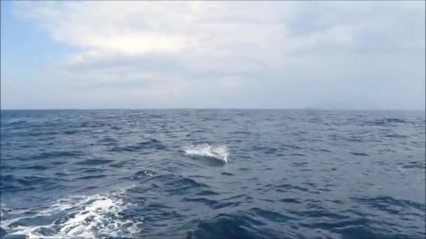 Φάλαινα Βλέποντας Ταξίδι Από Tarifa Ανδαλουσία Θυελλώδη Ηλιόλουστη Μέρα — Αρχείο Βίντεο