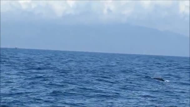 在多风的晴天 从安达卢西亚塔里法观赏鲸鱼 — 图库视频影像